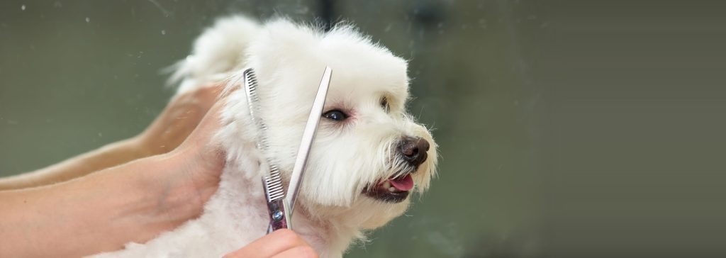 Canine Clips | » DOG GROOMINGCanine Clips